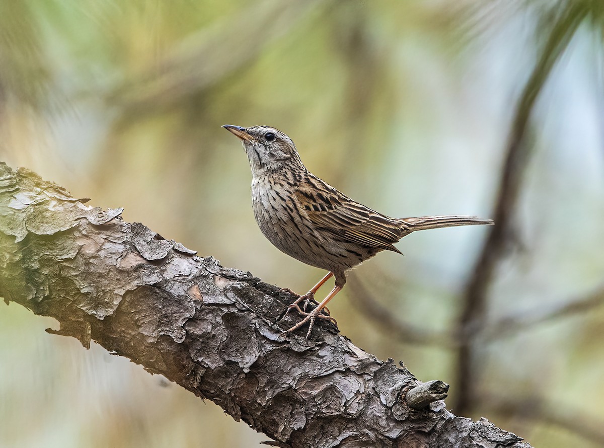 Upland Pipit - ML587432851