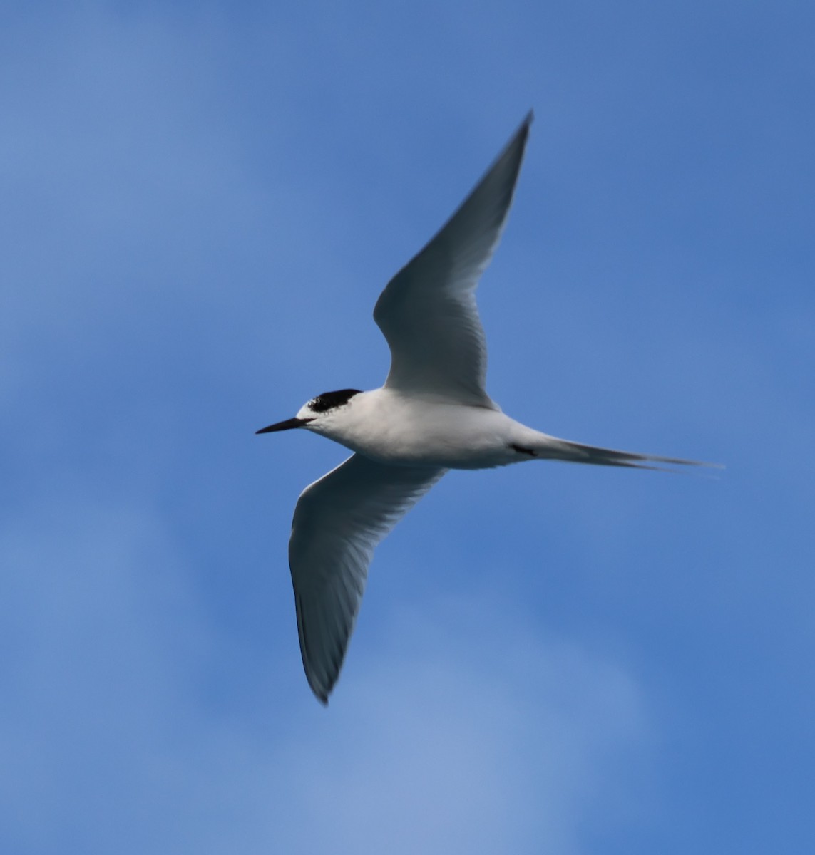 White-fronted Tern - ML587432951