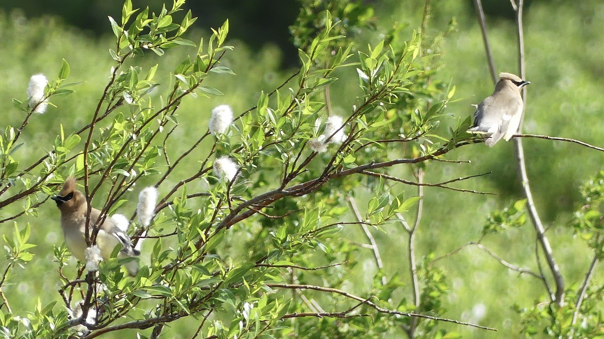 Cedar Waxwing - T A