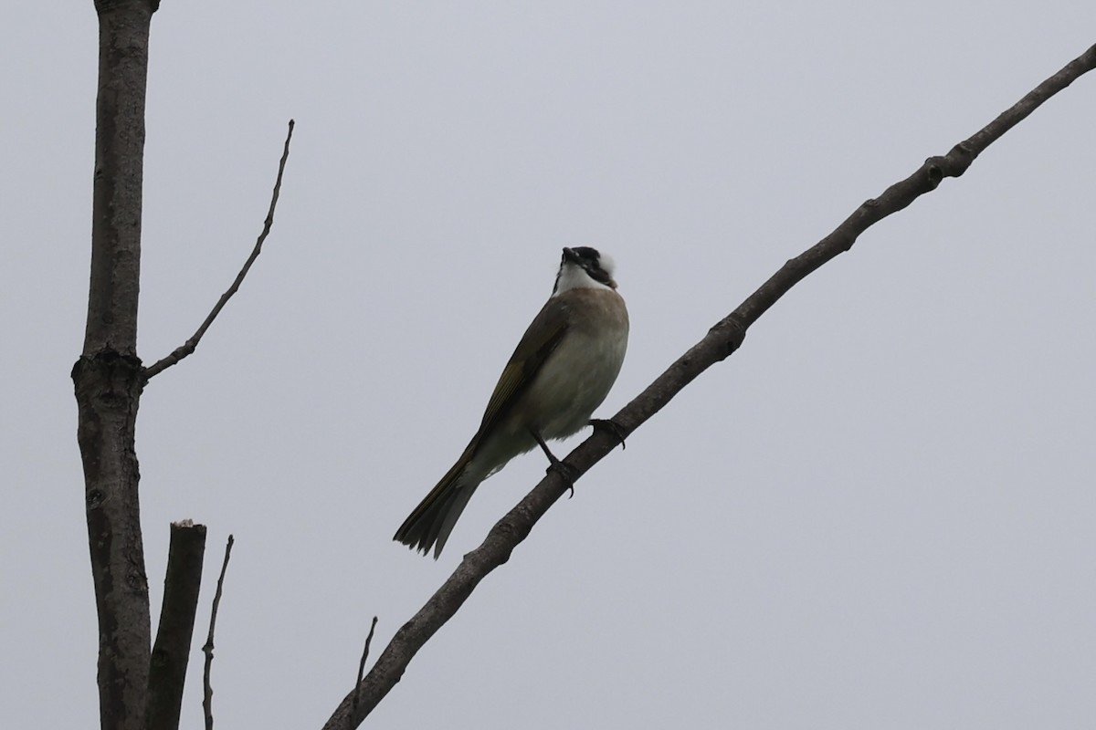 Light-vented Bulbul - ML587434981