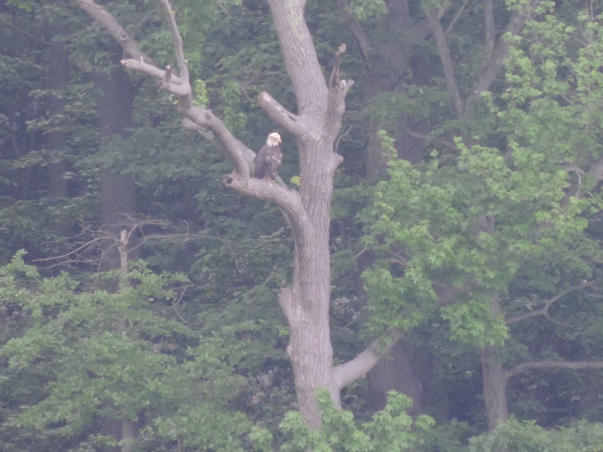 Bald Eagle - ML58743591