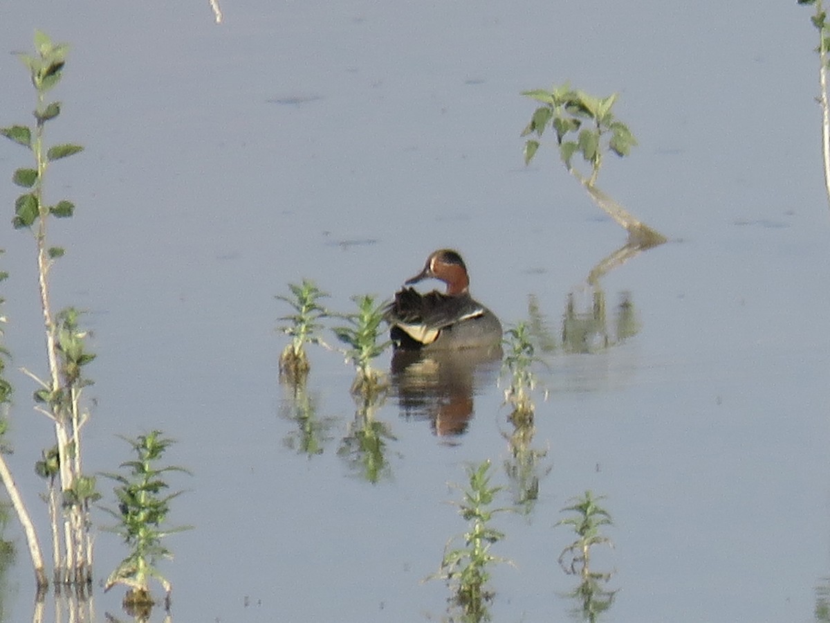 Green-winged Teal - ML587436471