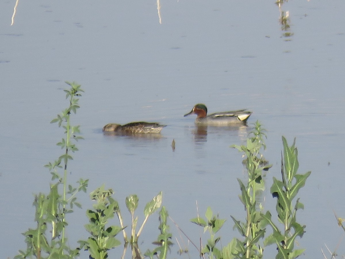 Green-winged Teal - ML587436481