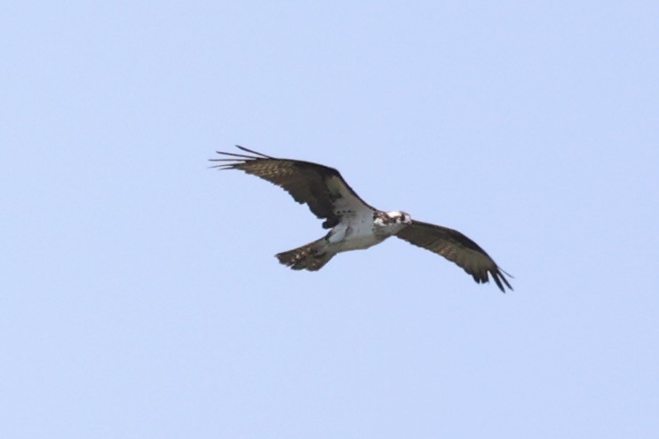 Osprey - ML587436821