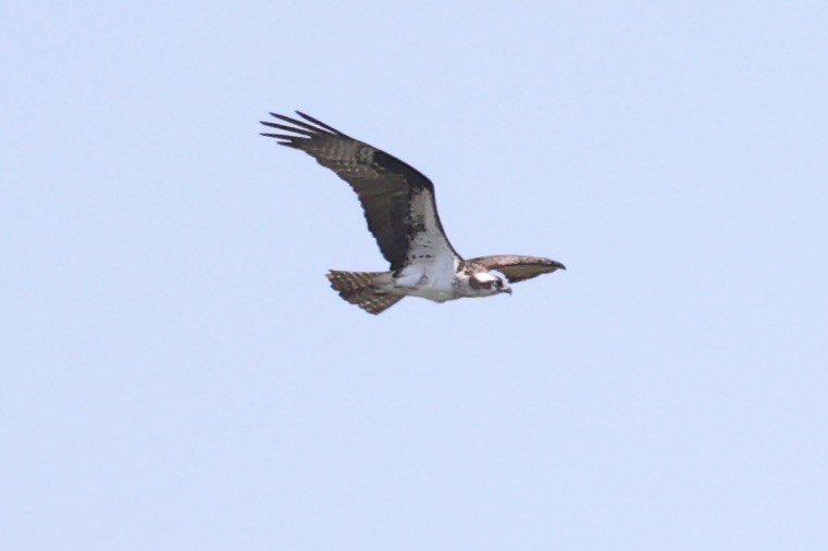 Osprey - ML587436831