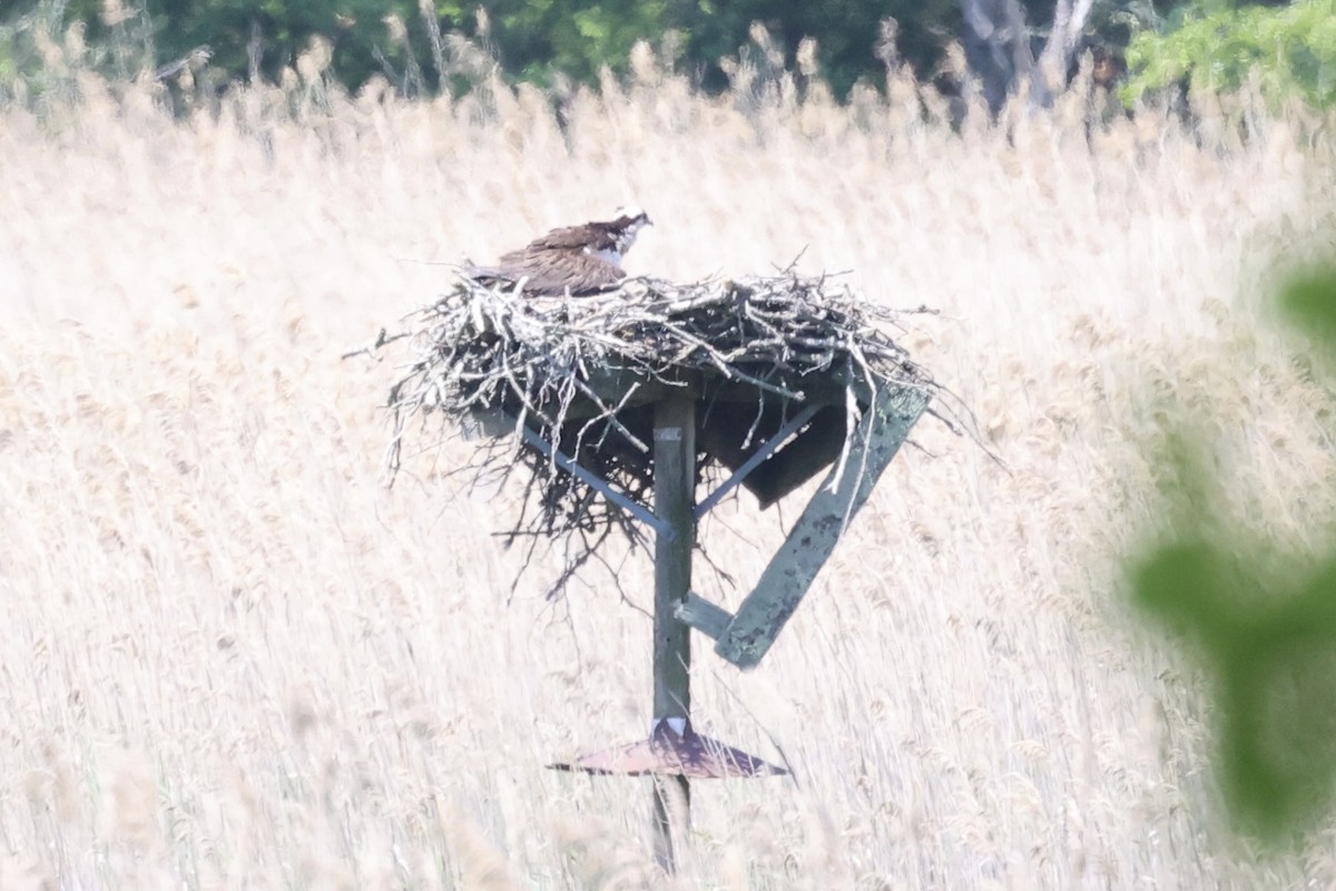 Osprey - ML587436841