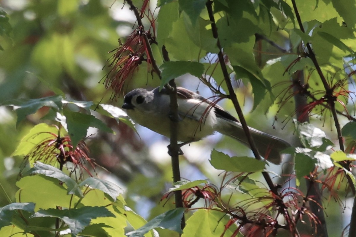 Tufted Titmouse - ML587436851