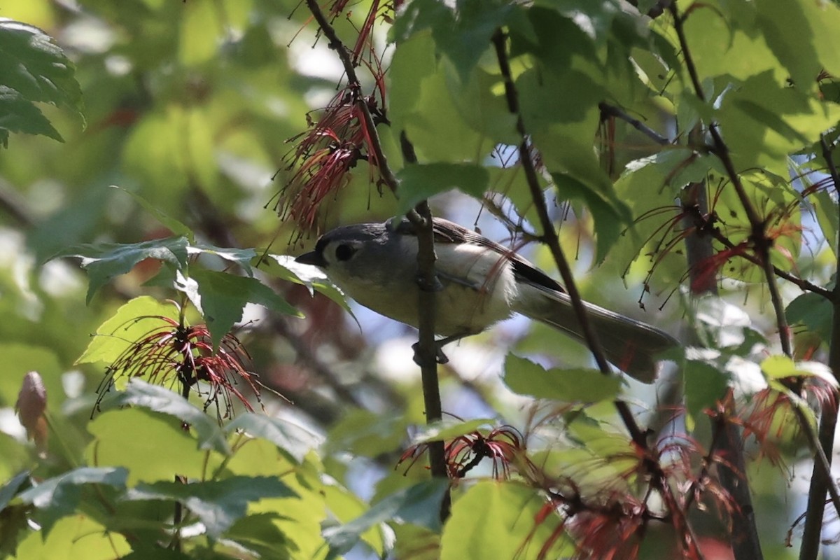 Tufted Titmouse - ML587436861