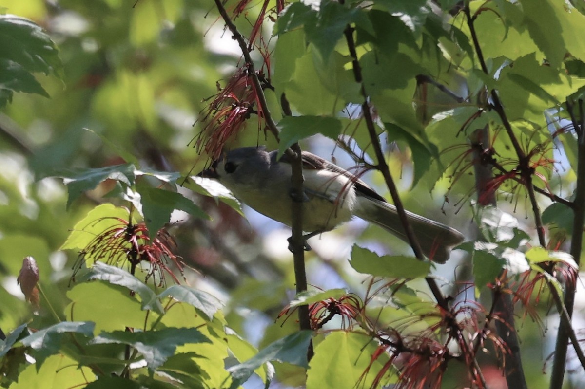 Tufted Titmouse - ML587436871