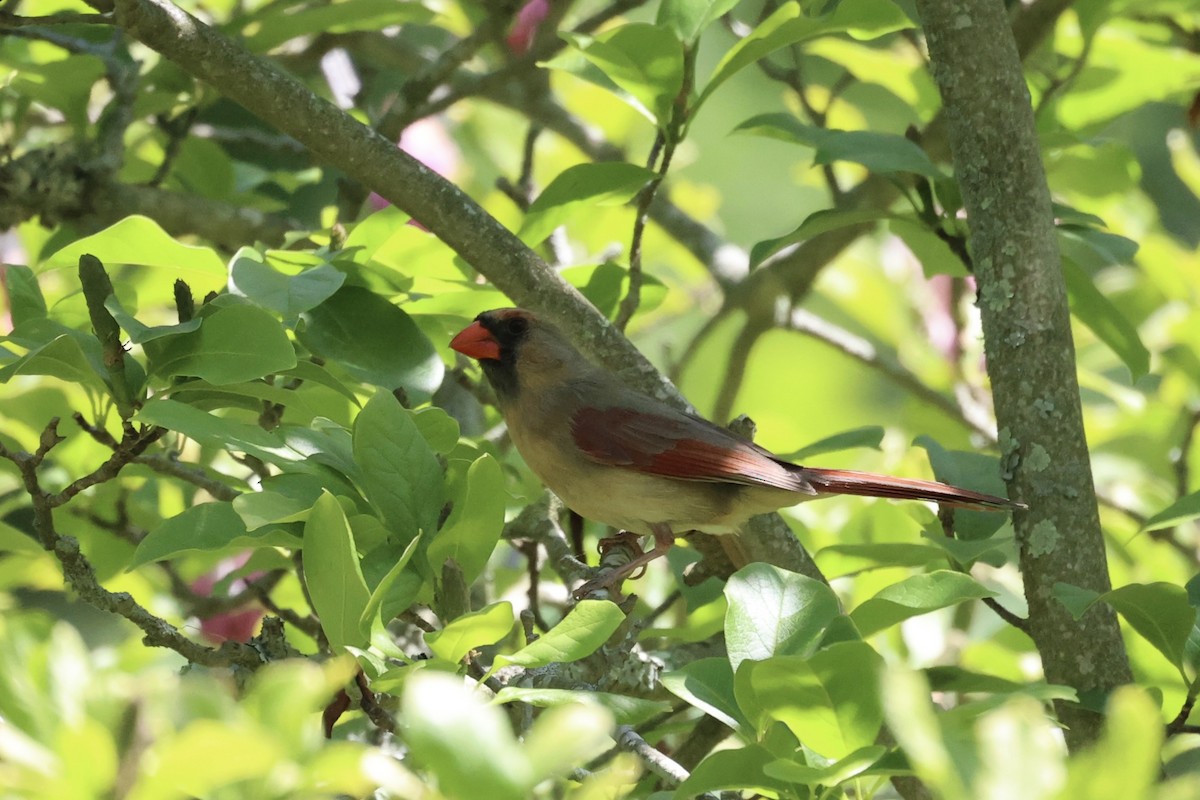 Northern Cardinal - ML587436881