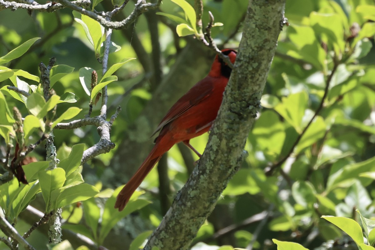 Northern Cardinal - ML587436891