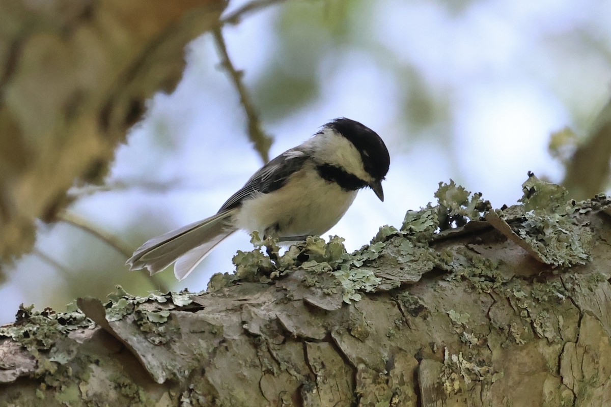 Black-capped Chickadee - ML587436971