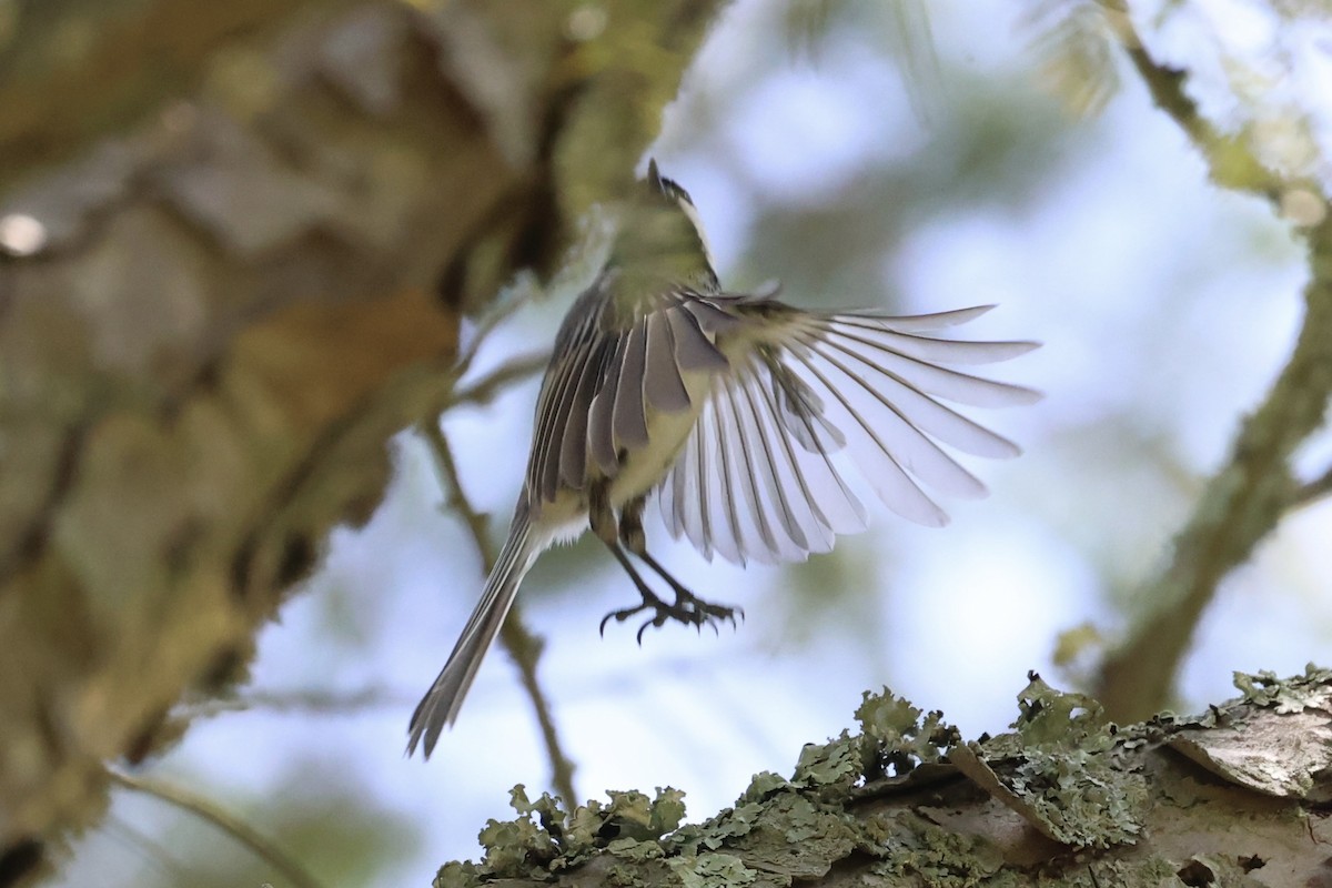 Black-capped Chickadee - ML587436981