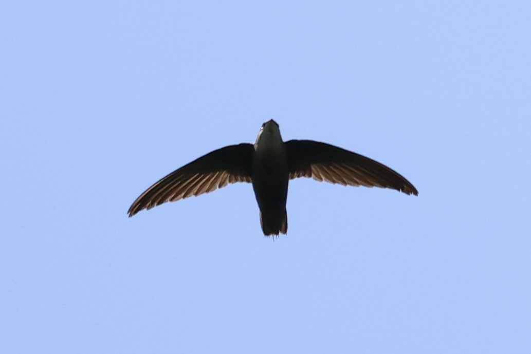 Chimney Swift - ML587437001