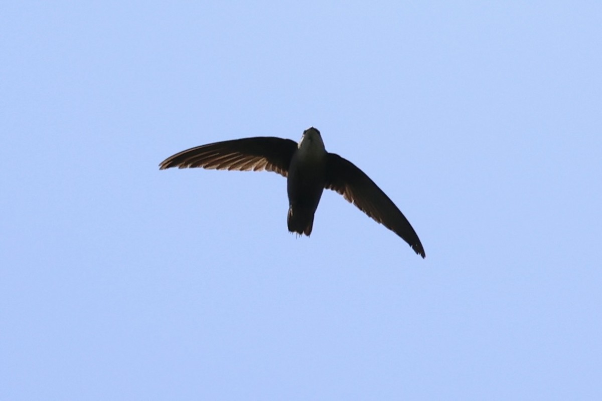 Chimney Swift - ML587437011