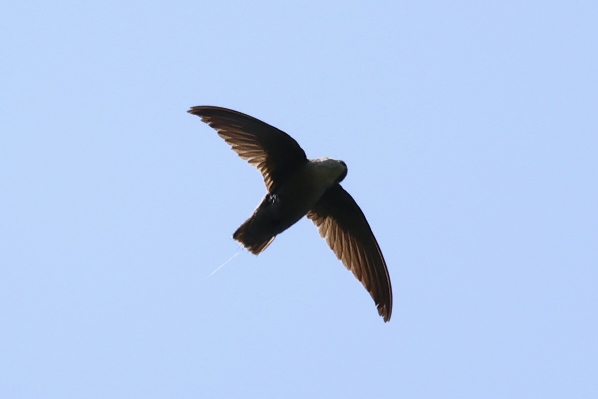 Chimney Swift - ML587437021