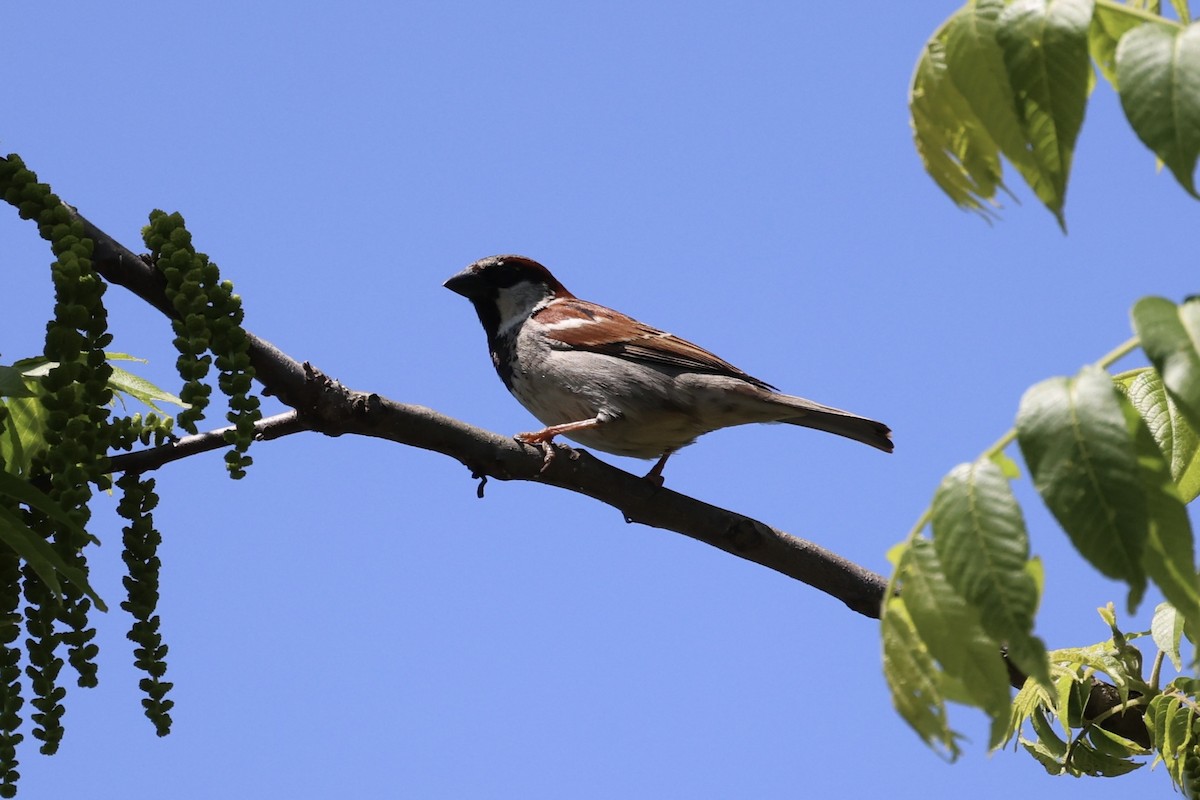 House Sparrow - ML587437211