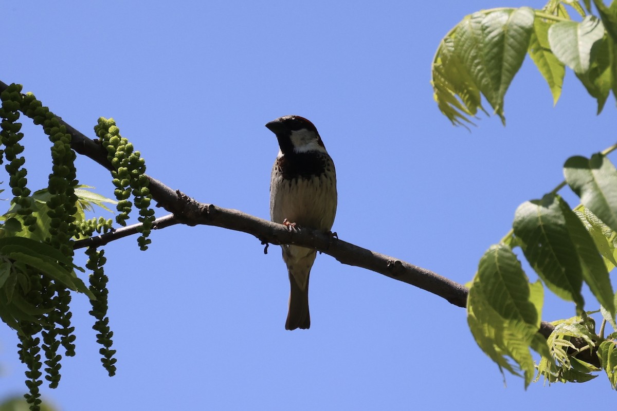 House Sparrow - ML587437221