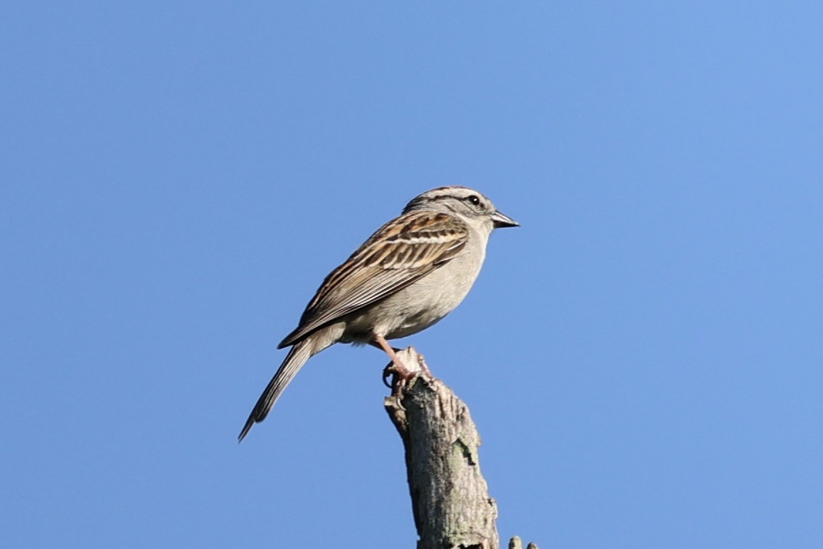 Chipping Sparrow - ML587437251