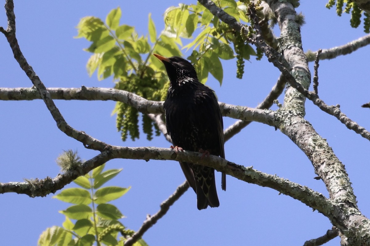 European Starling - ML587437361