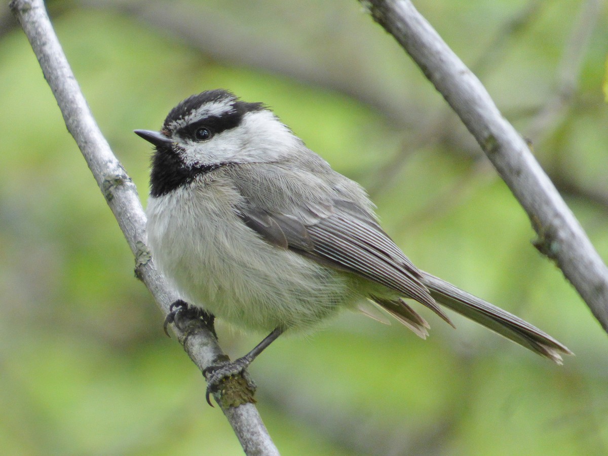 Mountain Chickadee - ML58743851