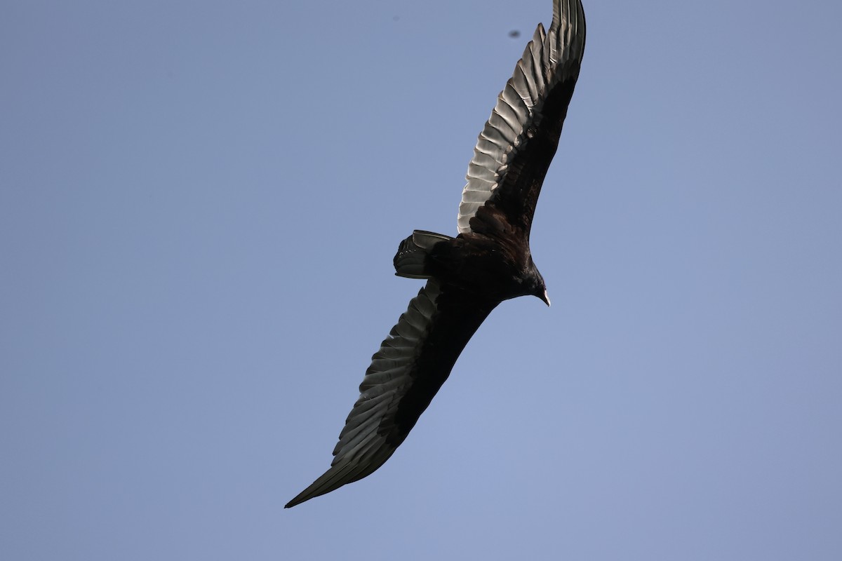 Turkey Vulture - ML587438841