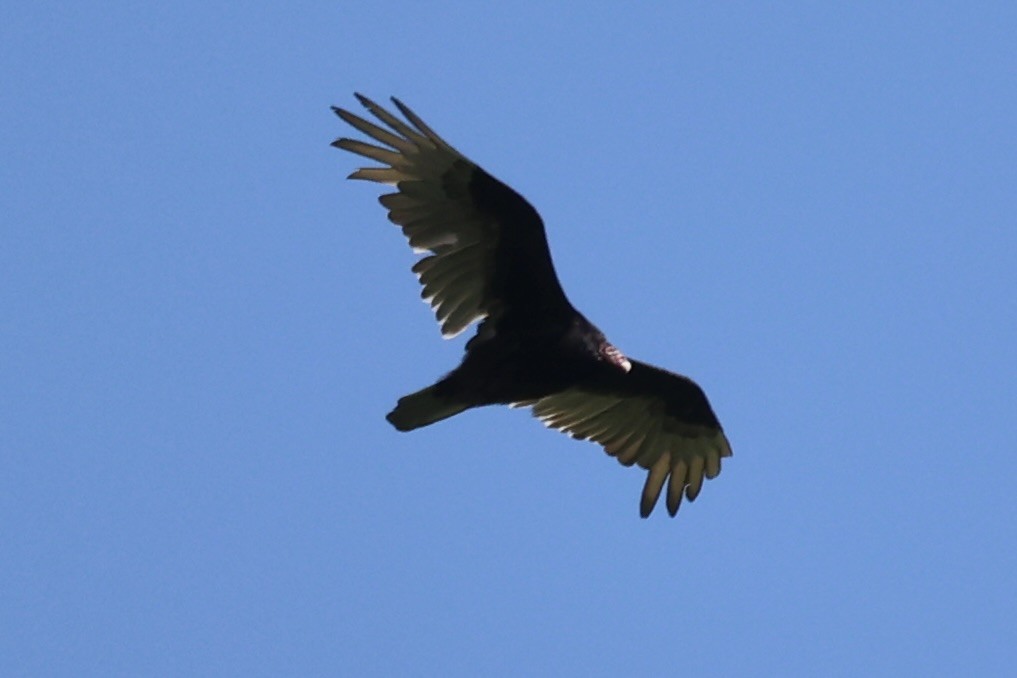 Turkey Vulture - ML587438851