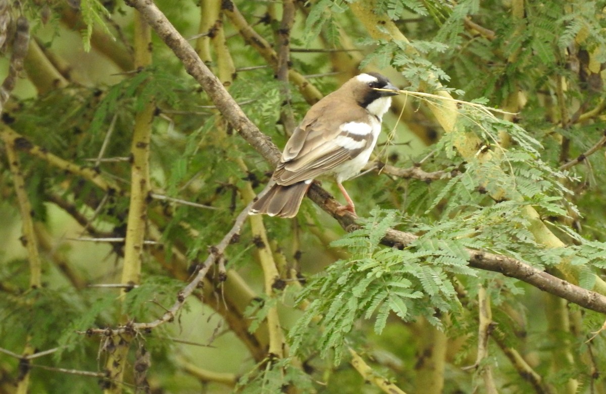 White-browed Sparrow-Weaver - ML587439301