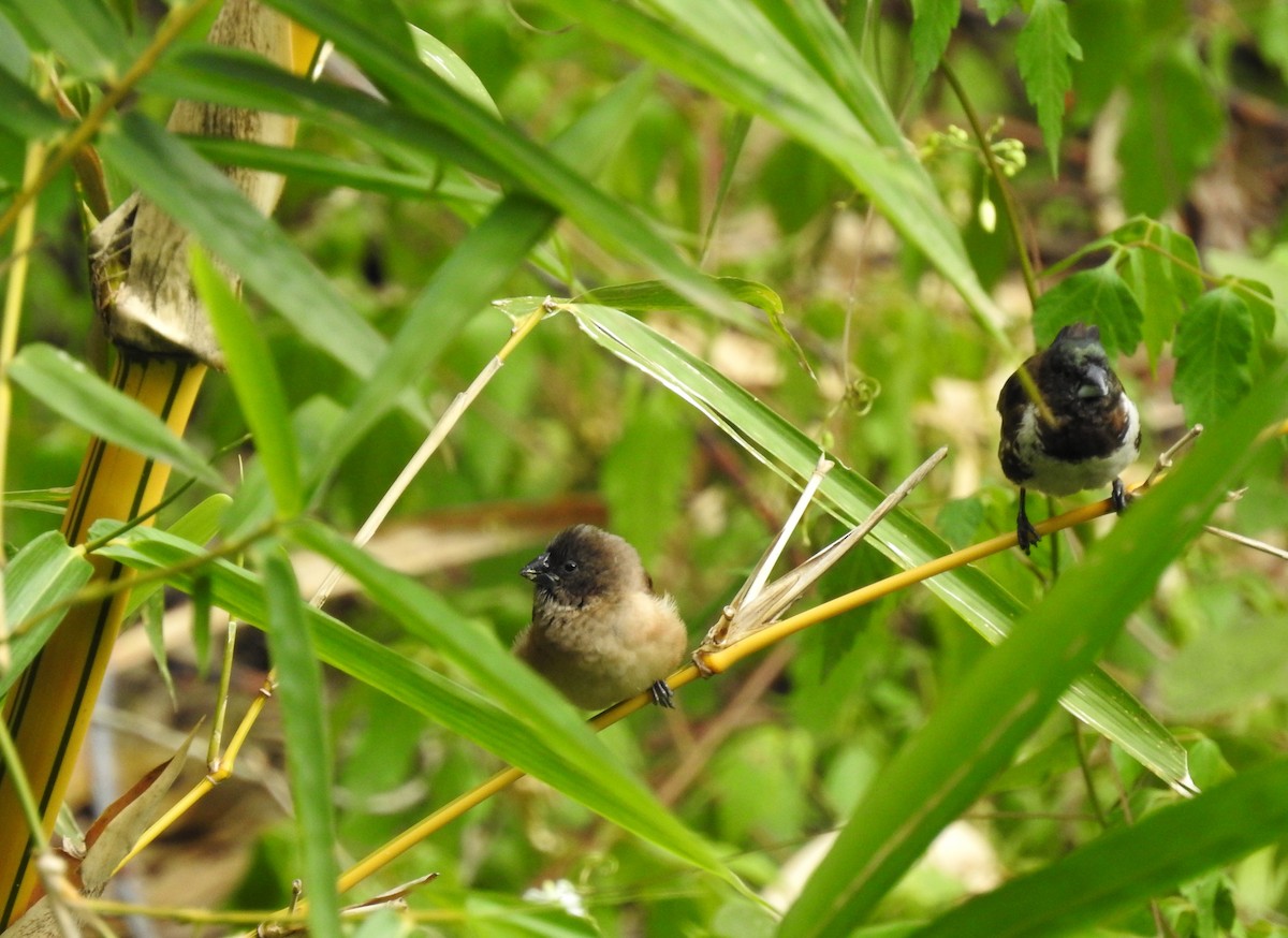 Kleinelsterchen - ML587439411