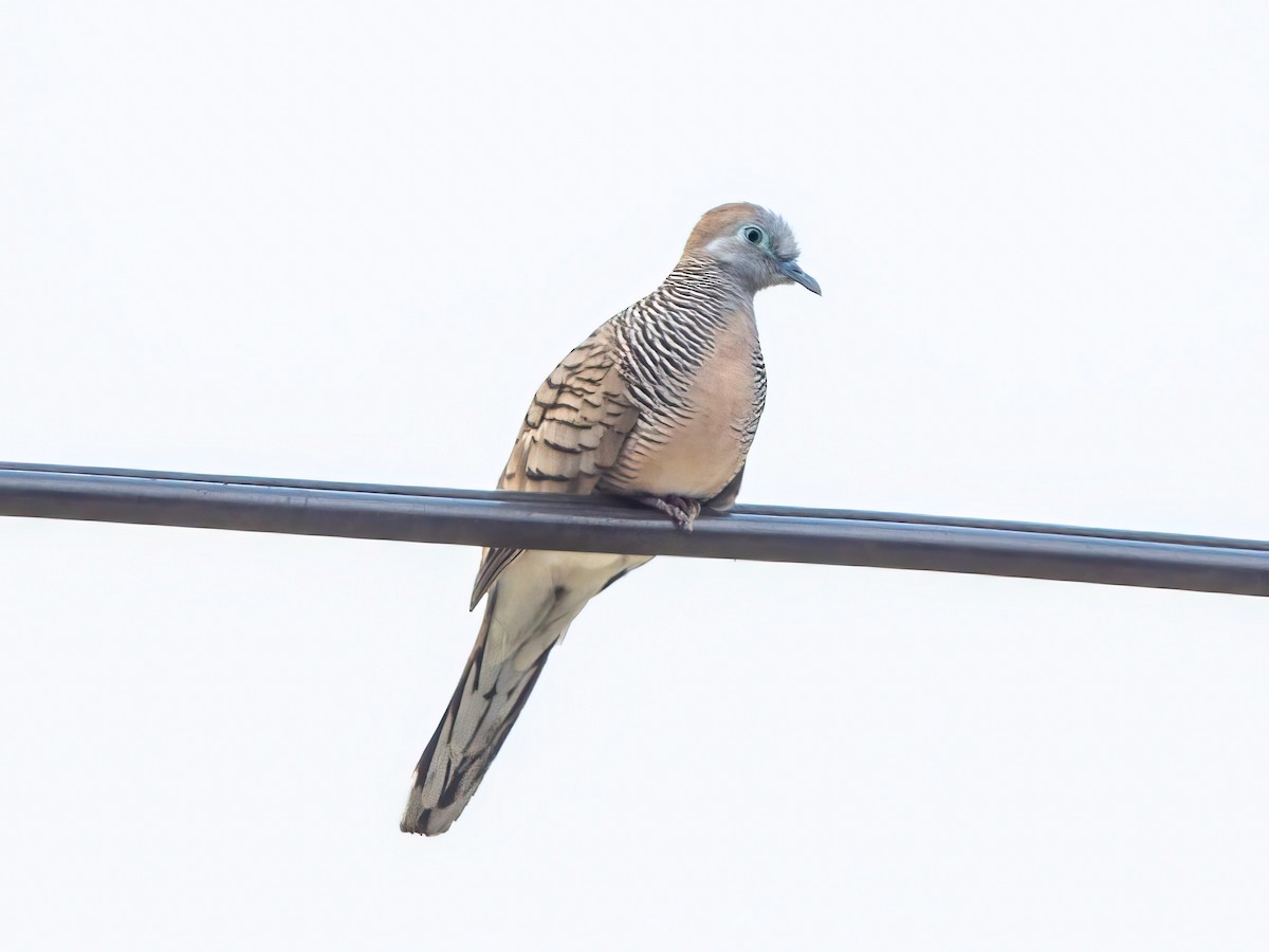 Zebra Dove - Michael Sanders