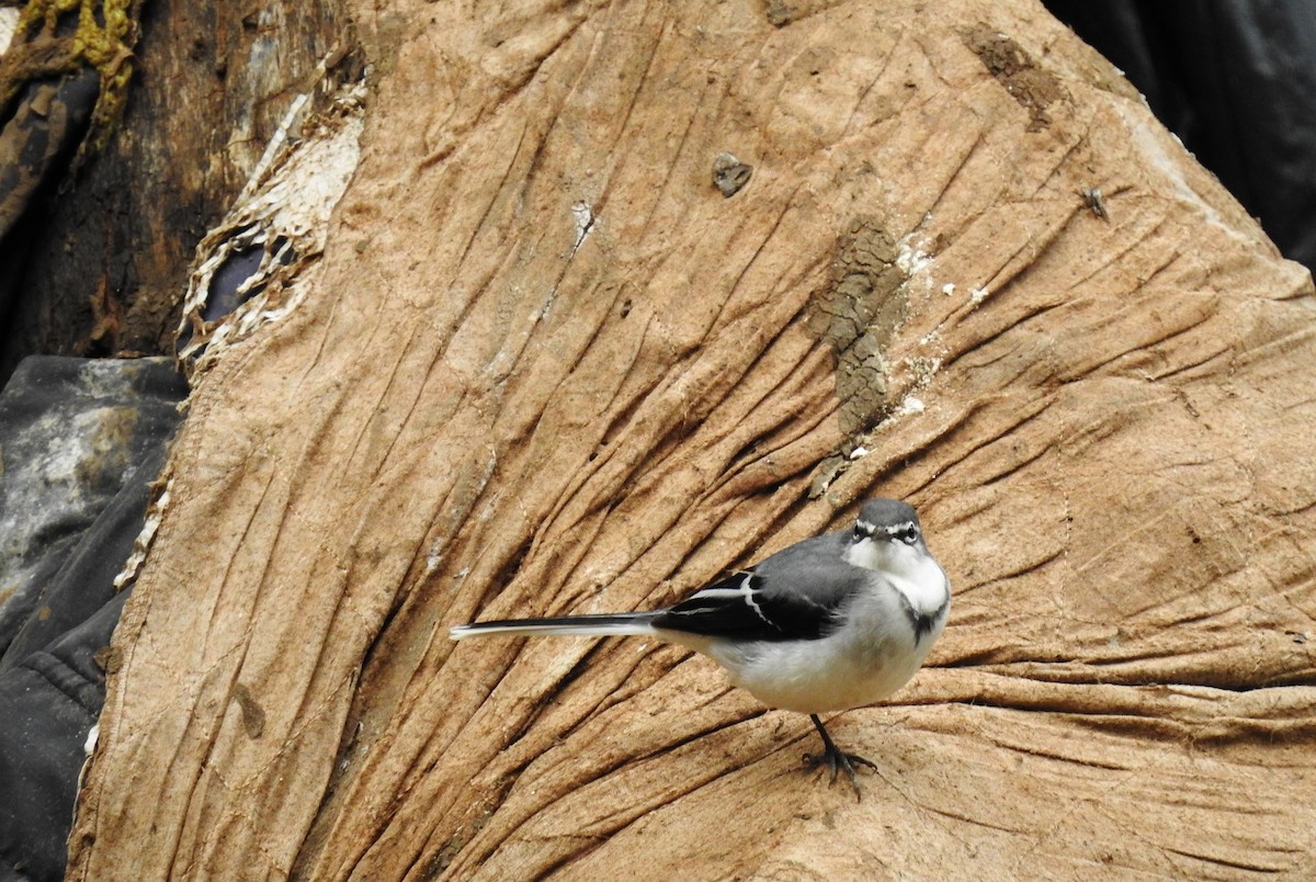 Mountain Wagtail - ML587439451