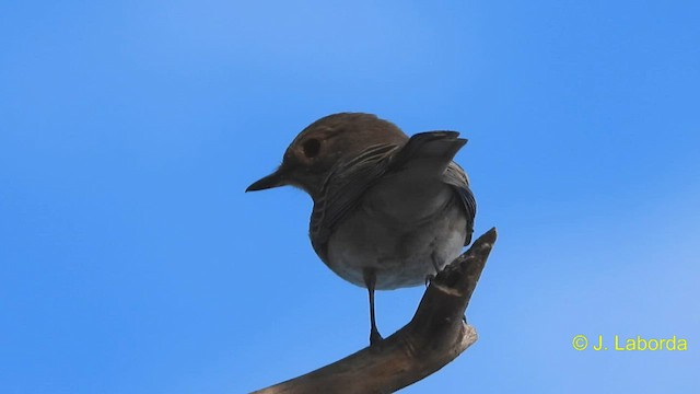 Spotted Flycatcher - ML587439611