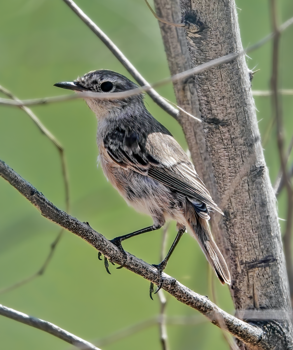 Fuerteventura Stonechat - ML587441221