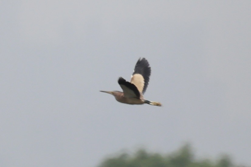 Yellow Bittern - ML587441251