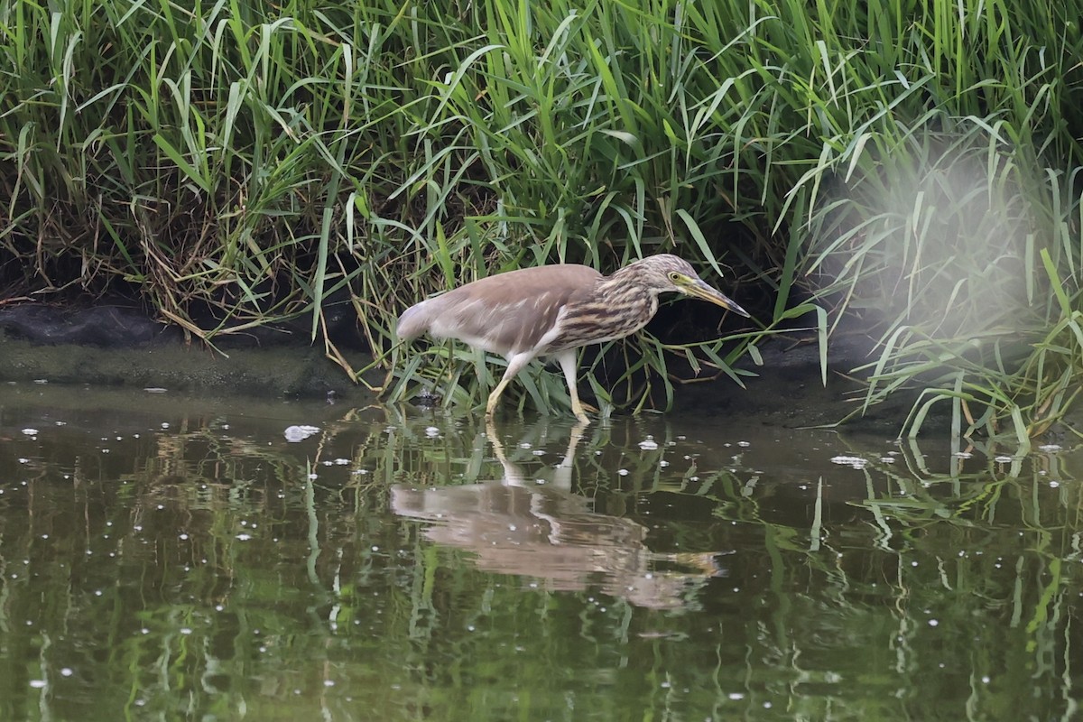 Yellow Bittern - ML587441261