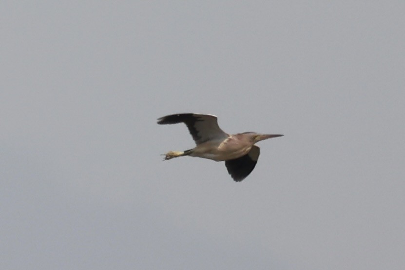 Yellow Bittern - ML587441271