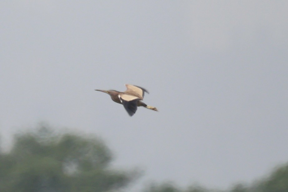 Yellow Bittern - ML587441281