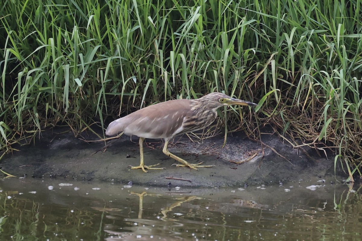 Yellow Bittern - ML587441291