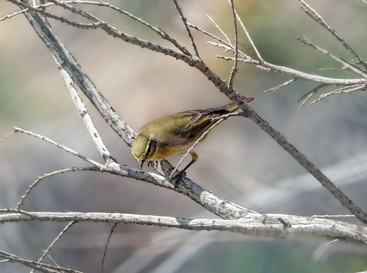 Willow Warbler - ML587441571