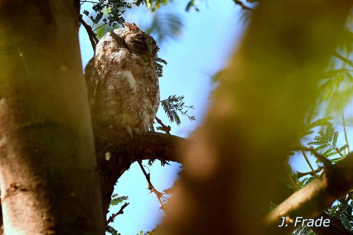 African Scops-Owl - José Frade