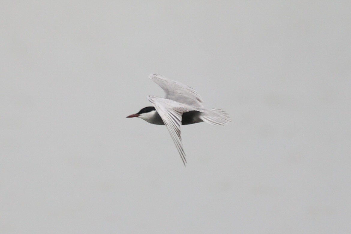 Whiskered Tern - ML587442771