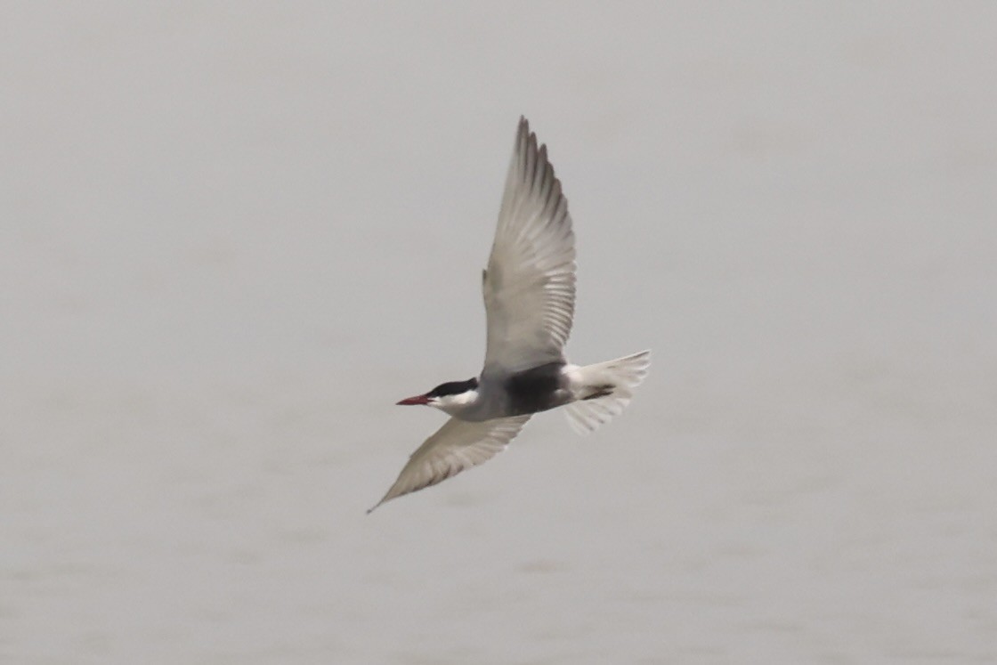 Whiskered Tern - ML587442801