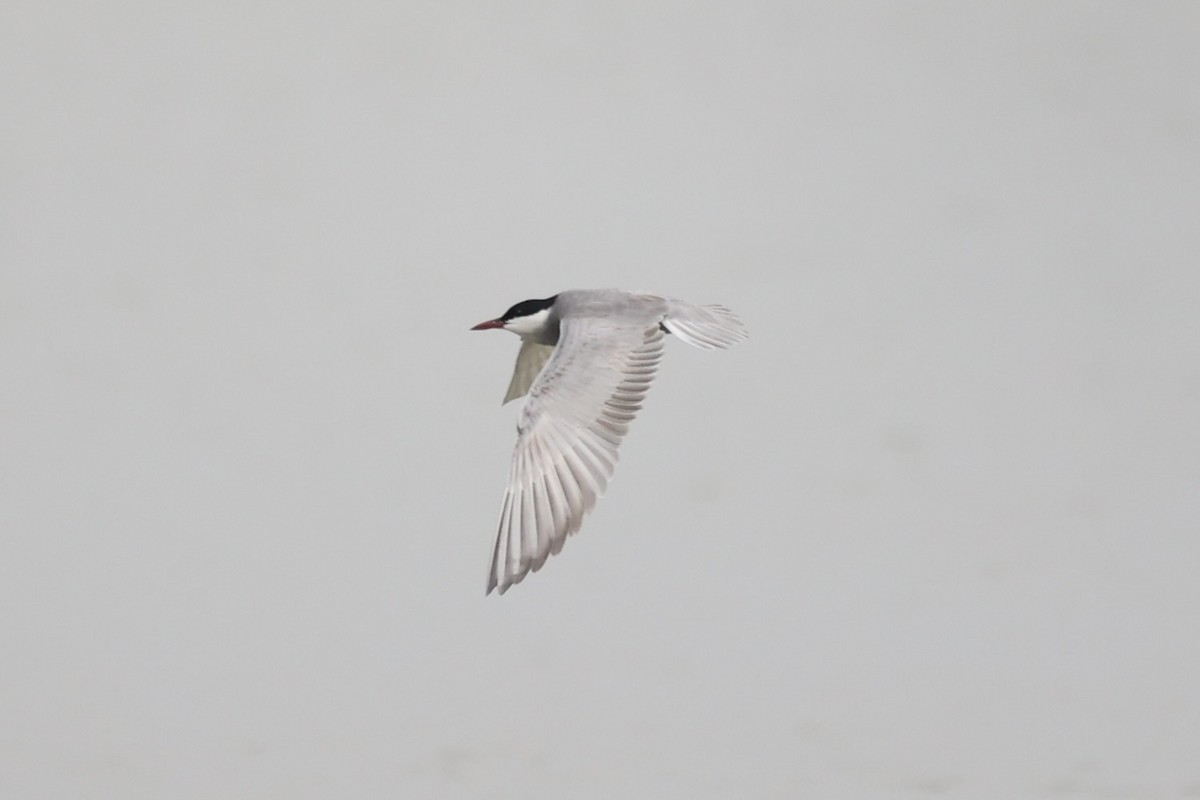 Whiskered Tern - ML587442811