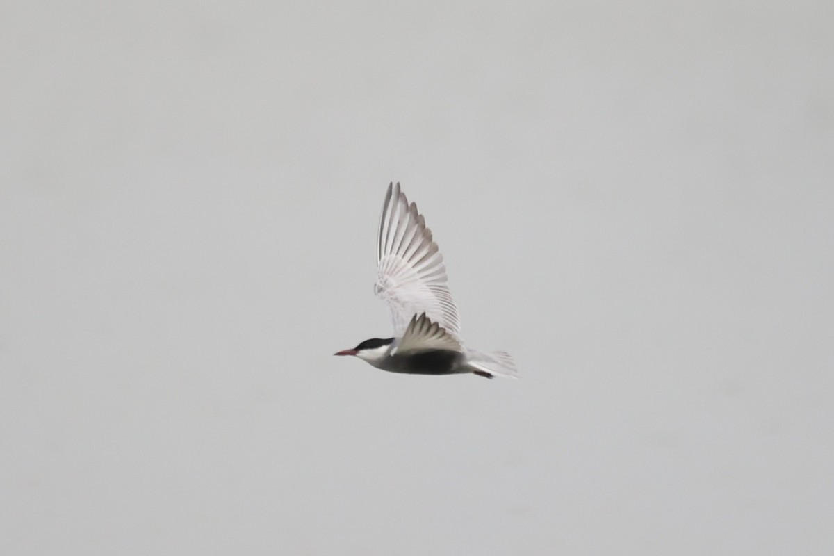 Whiskered Tern - ML587442821