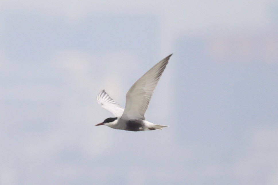 Whiskered Tern - ML587442841