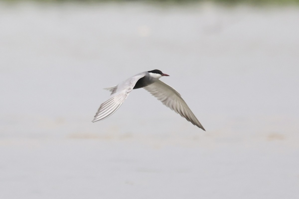 Whiskered Tern - ML587442851