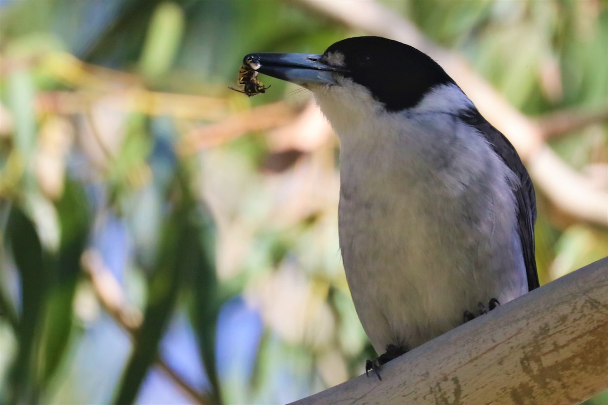 Gray Butcherbird - ML587442861