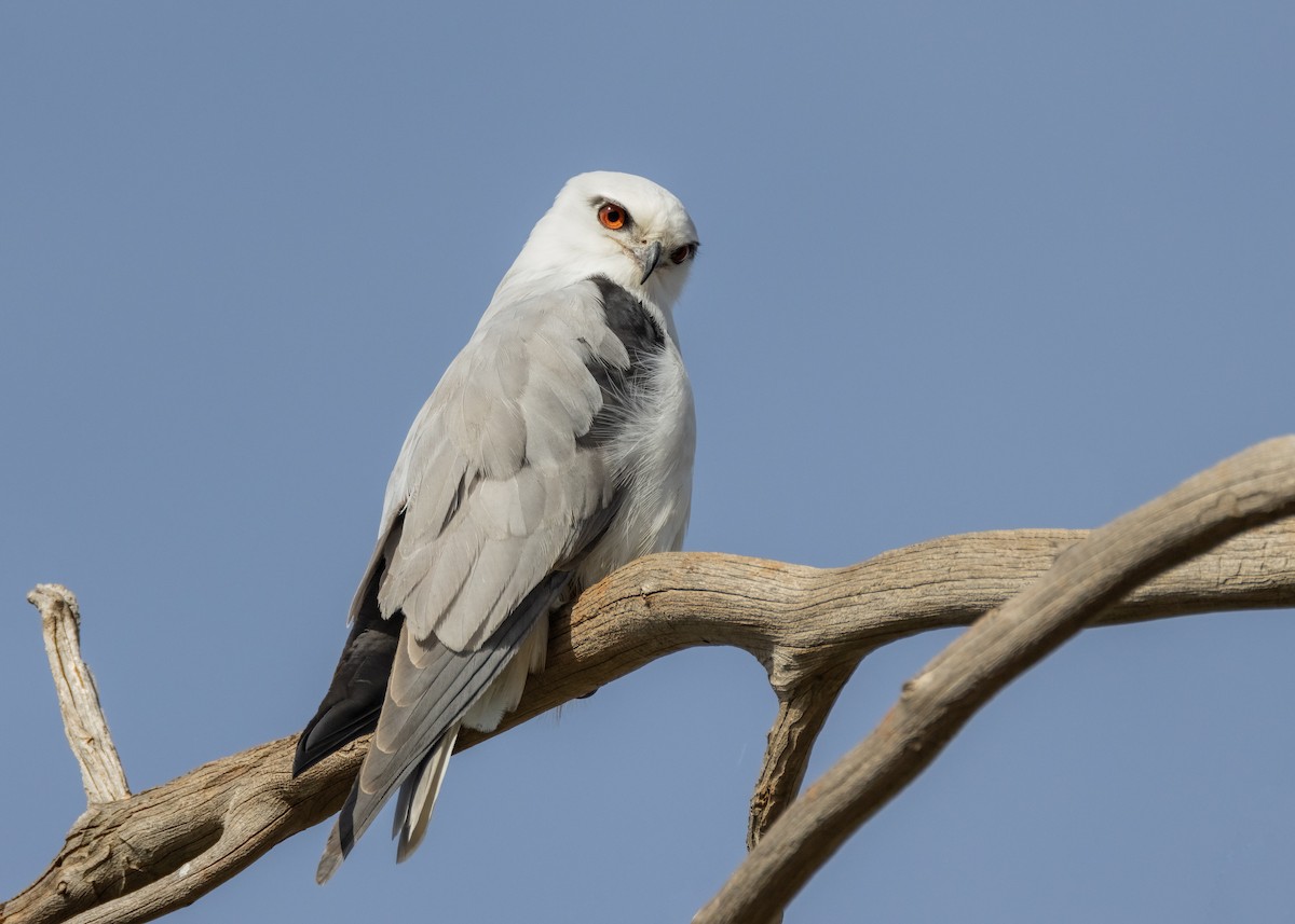 Black-shouldered Kite - ML587442991