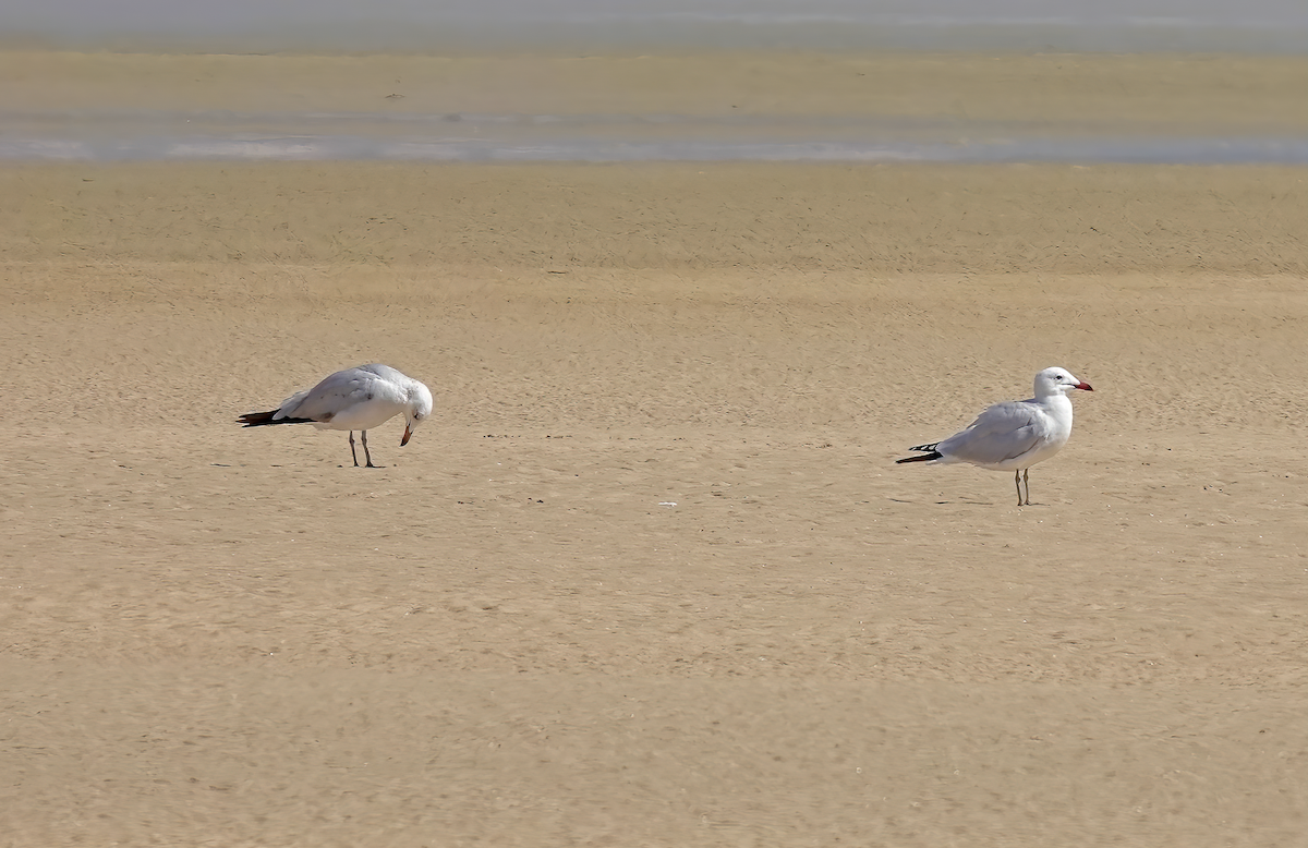 Audouin's Gull - ML587443051