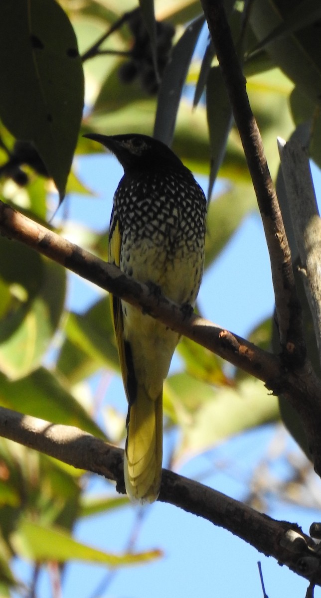 Regent Honeyeater - ML587443951